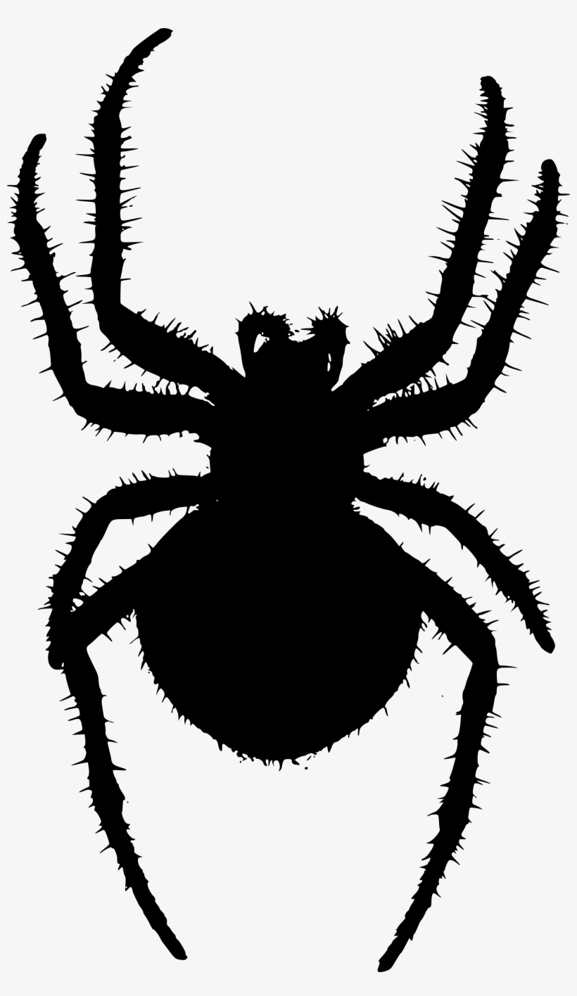 Open - Orb-weaver Spiders, transparent png download
