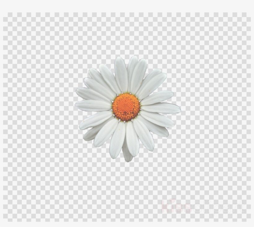 Birthday Balloons With No Background, transparent png download