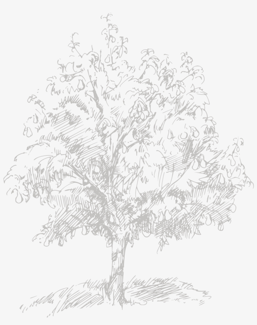 Pond Pine, transparent png download