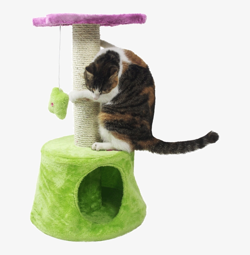 [99-50]cute Flower Cat Climbing Frame Cat Jumping Cat - Domestic Short-haired Cat, transparent png download