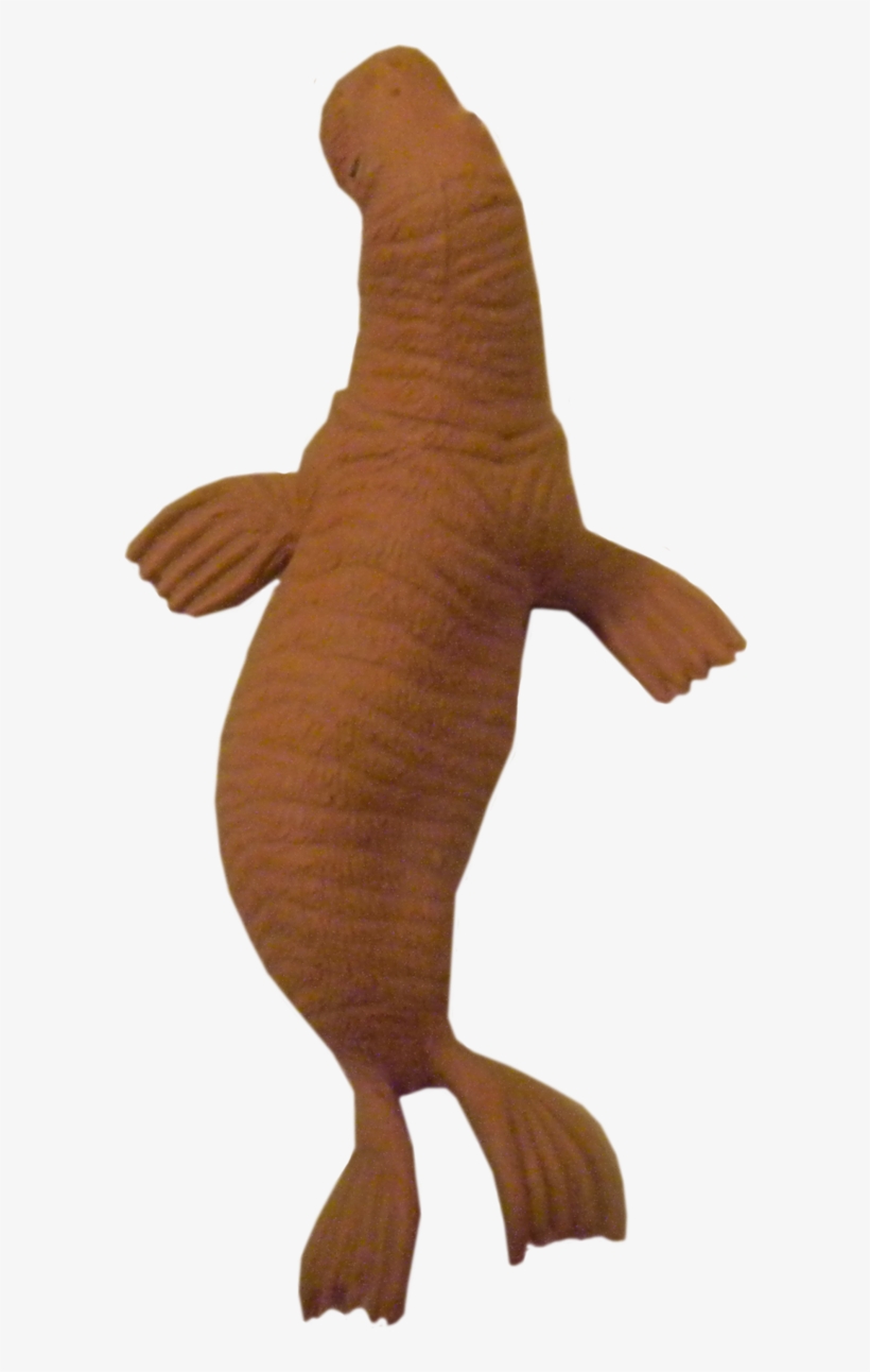 Walrus Png Transparent Picture - Walrus, transparent png download