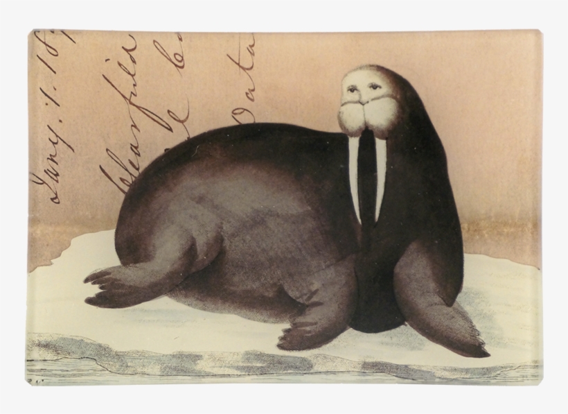 Walrus Letter Mini Tray, transparent png download