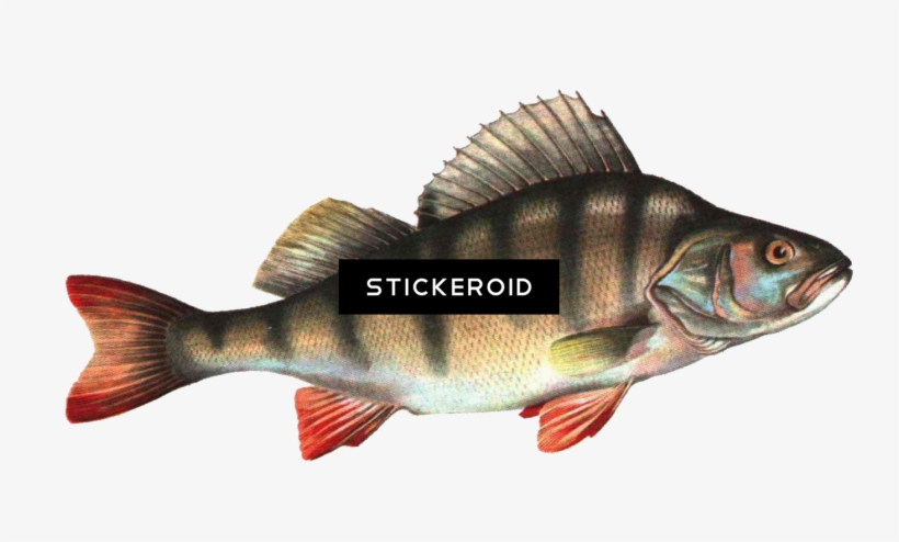 Fish - Fish Png Hd, transparent png download