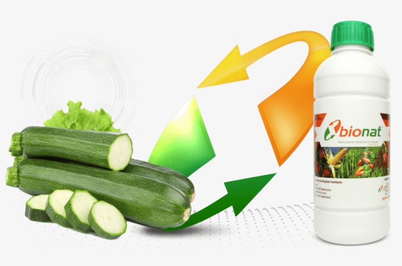 Síguenos En - Fertilizacion De La Calabaza, transparent png download