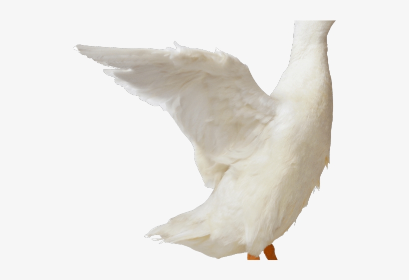 Duck Clipart Side View - White Duck, transparent png download