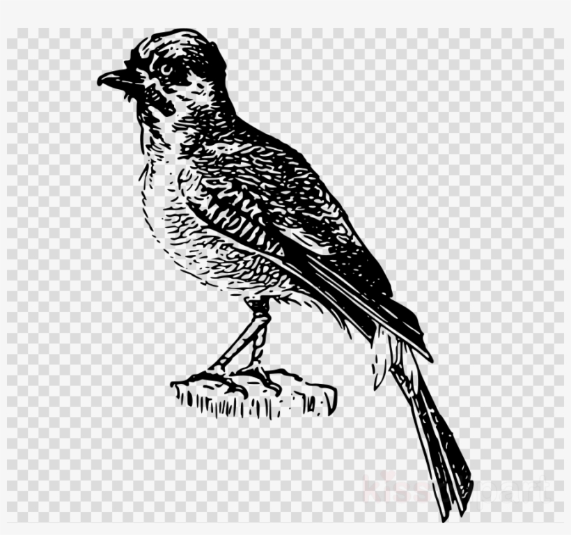 Perching Bird Illustration Black And White Clipart - Sparrow, transparent png download