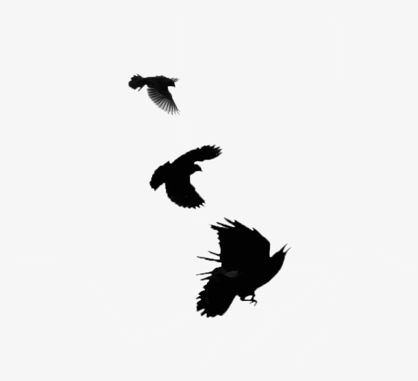Blackbird Transparent Images Png - Alas De Cuervo Png, transparent png download