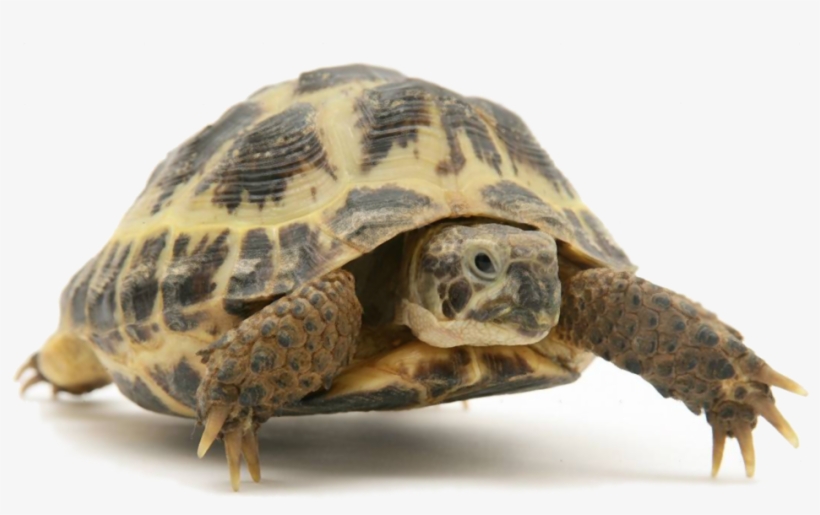 Tortoise - Tortoise Images Png, transparent png download