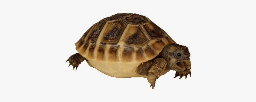 Small Tortoises - Tortoise, transparent png download