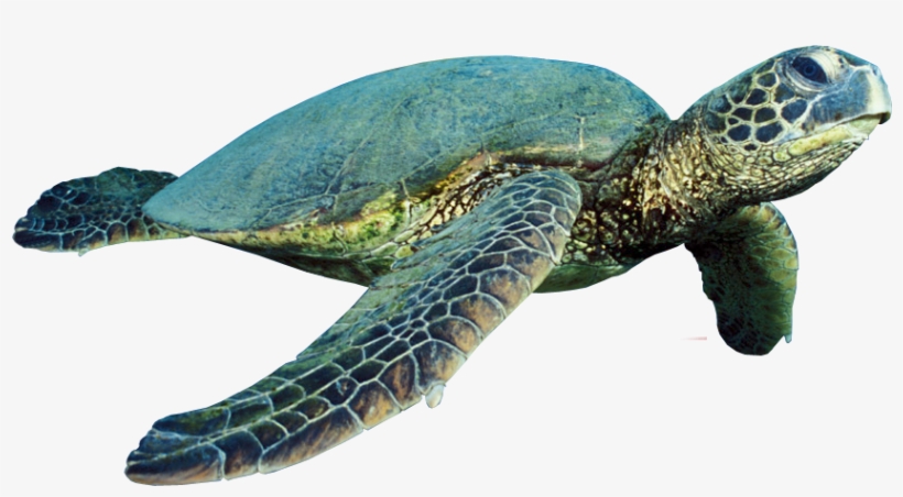 Turtle Png Photo - Himeji Castle, transparent png download