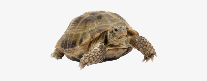 Turtles And Tortoises - Reptile Turtle Png, transparent png download