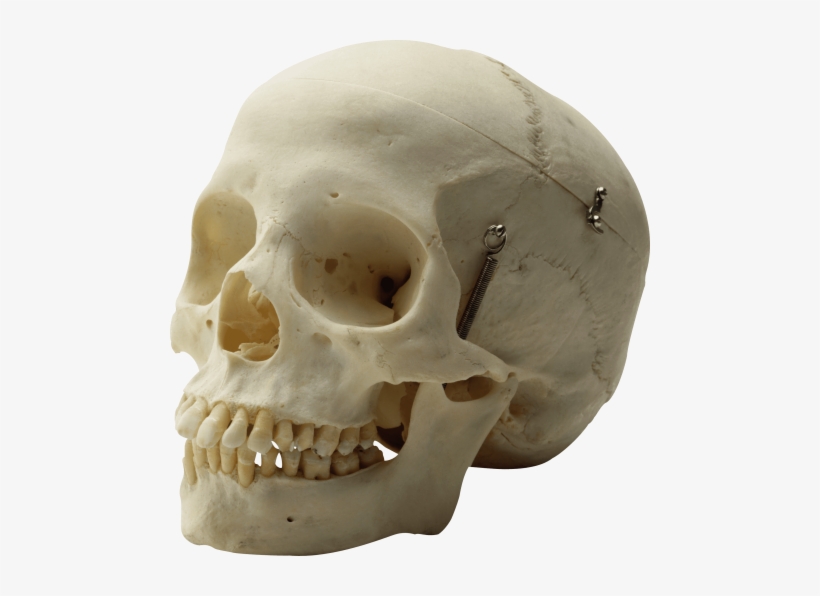 Free Png Skull Png Images Transparent - Skull Png, transparent png download
