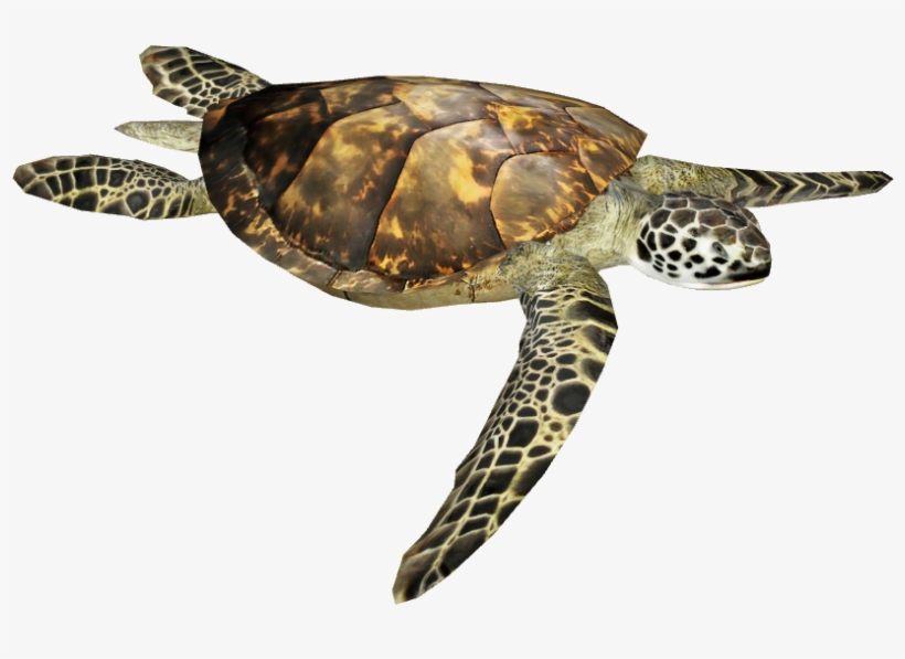 Tortoise Png Picture - Olive Ridley Turtle Png, transparent png download