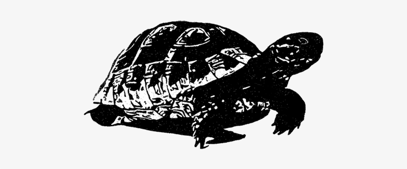 Https - //www - Laurentlanglais - - Hermann's Tortoise, transparent png download