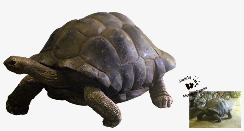 Visit - Reptile, transparent png download