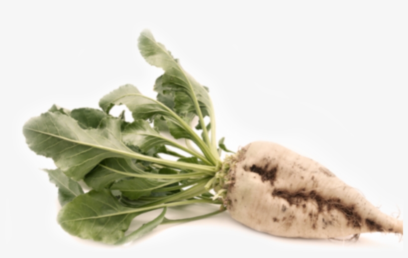 Signup - Цукровий Буряк Png, transparent png download