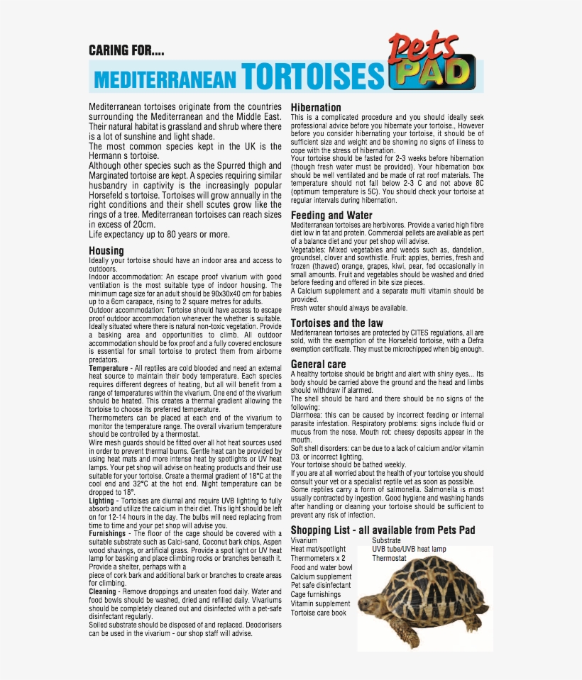 Golden Hamster, transparent png download