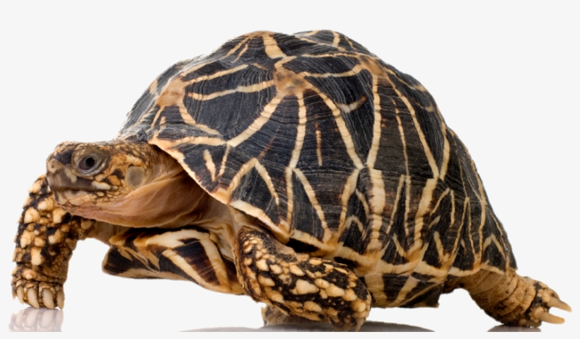 20 Feb Tortoise - Indian Star Tortoise, transparent png download