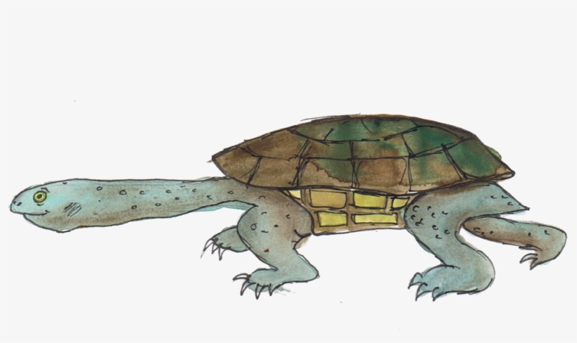 Eastern Long-necked Tortoise - Eastern Long-necked Turtle, transparent png download