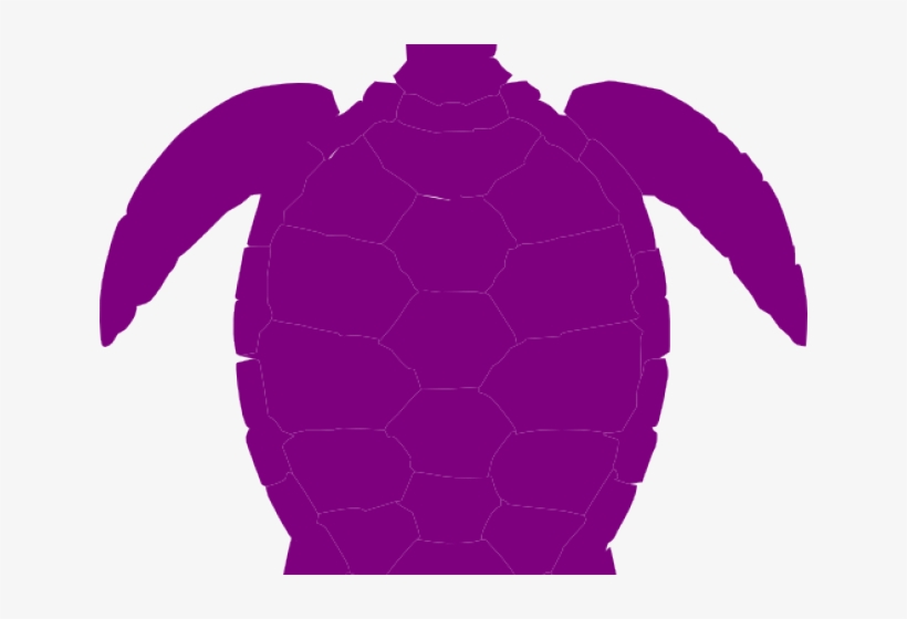 Related Posts - Turtle, transparent png download