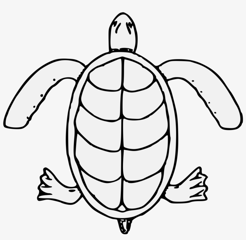 Details, Png - Sea Turtle, transparent png download