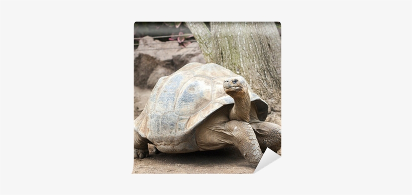 Galápagos Tortoise, transparent png download