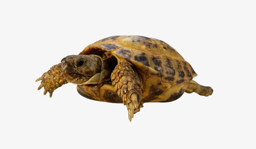 Tortoise Free Png Image - Turtle, transparent png download