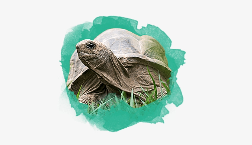 Meet Our Animals - Red Eared Slider, transparent png download