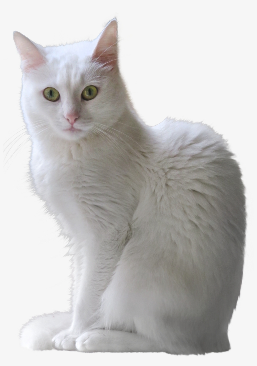 Download White Cat Png - White Cat Transparent Background - HD