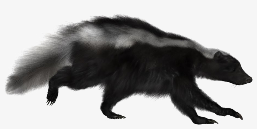 Skunk Png Image - Portable Network Graphics, transparent png download