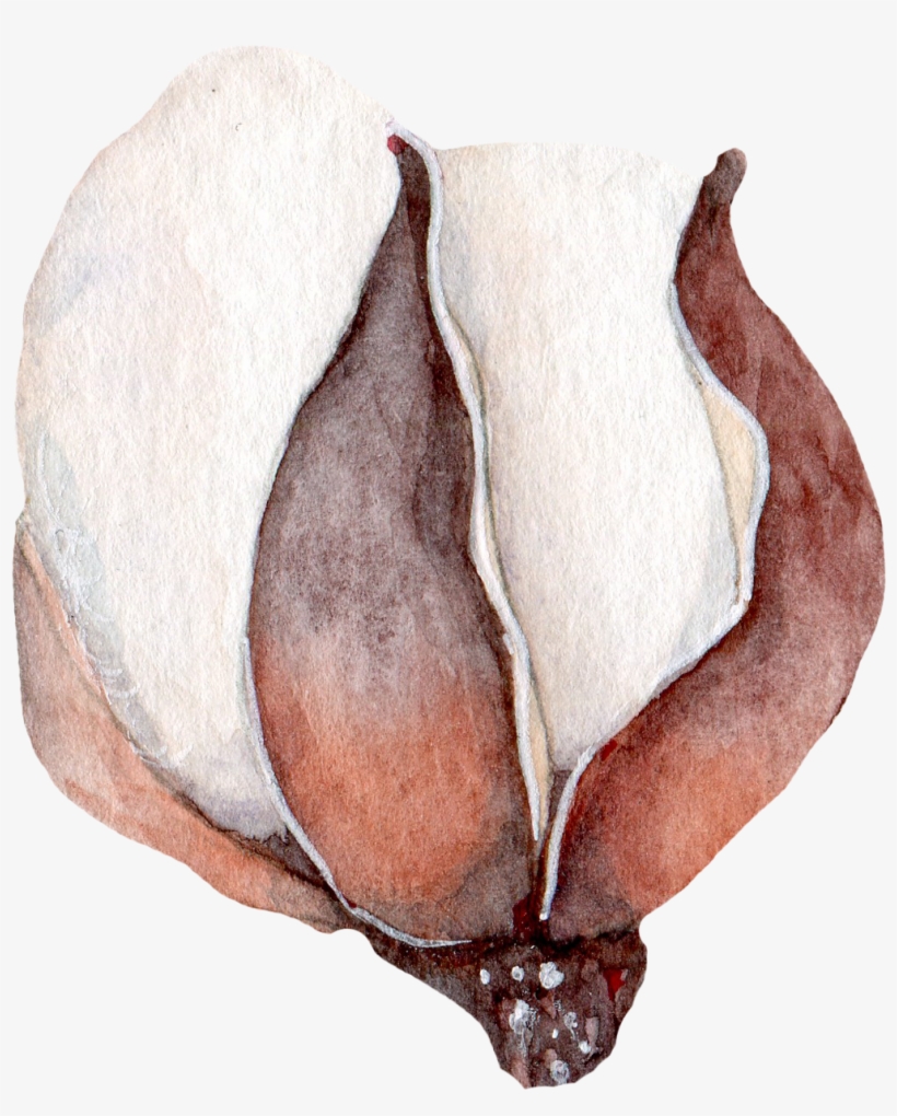 H895 - Still Life, transparent png download