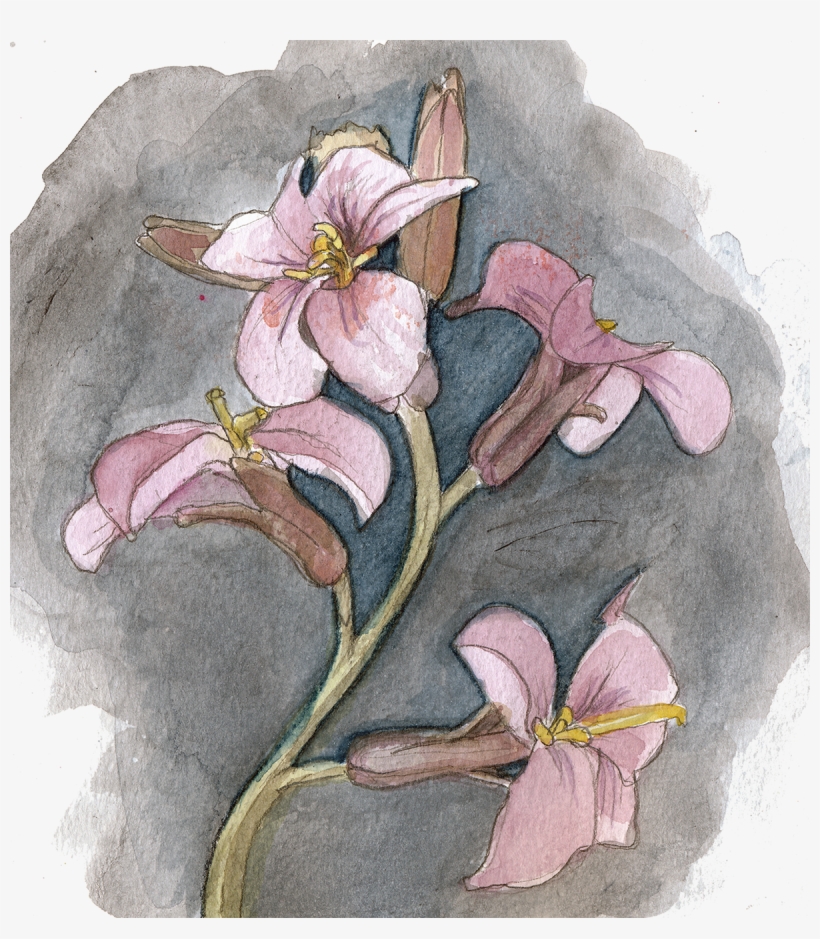 Coralroot - Tandrot - Cardamine Bulbifera - Rosa Glauca, transparent png download