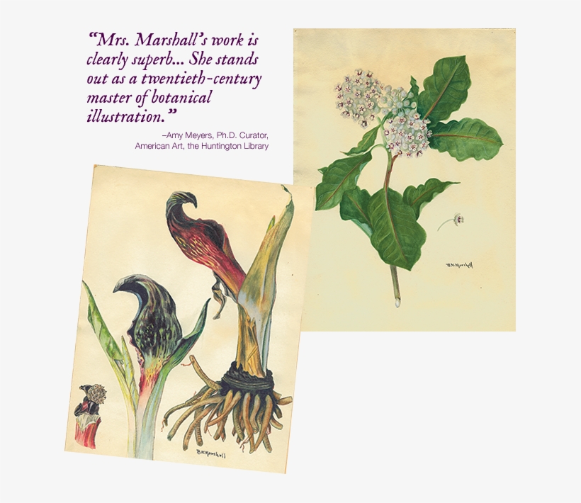 Within The Discipline Of Botanical Illustration, Marshall - Datura, transparent png download