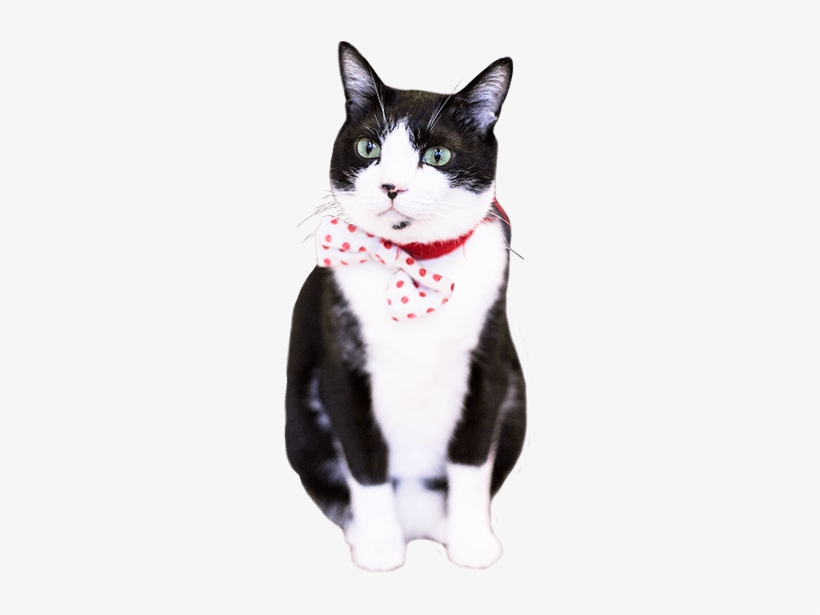 Neko Café Time, transparent png download