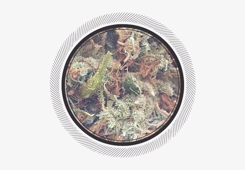 Sweet Skunk - Skunk, transparent png download