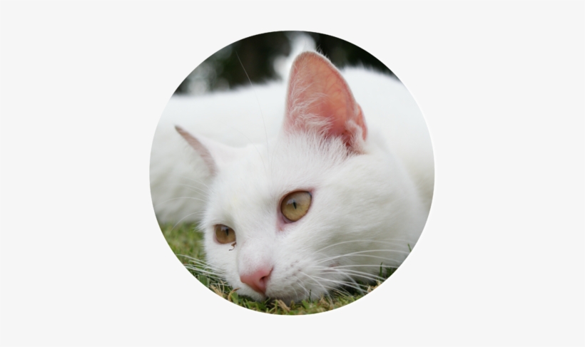 Animals Cats Beautiful White Cat Resting On The Grass - White Cat, transparent png download