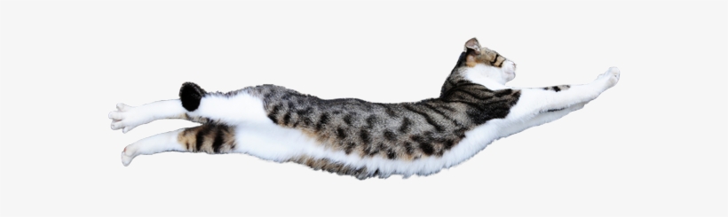 A White Cat, Taken Against A Dark Background - Cat Photo With Transparent Background, transparent png download