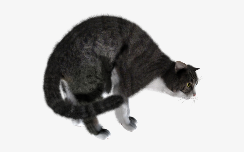 Freightning Cat Png - Gioco Per Gatti 25 Cm Acchiappa Il Topo Duplice Funzione, transparent png download