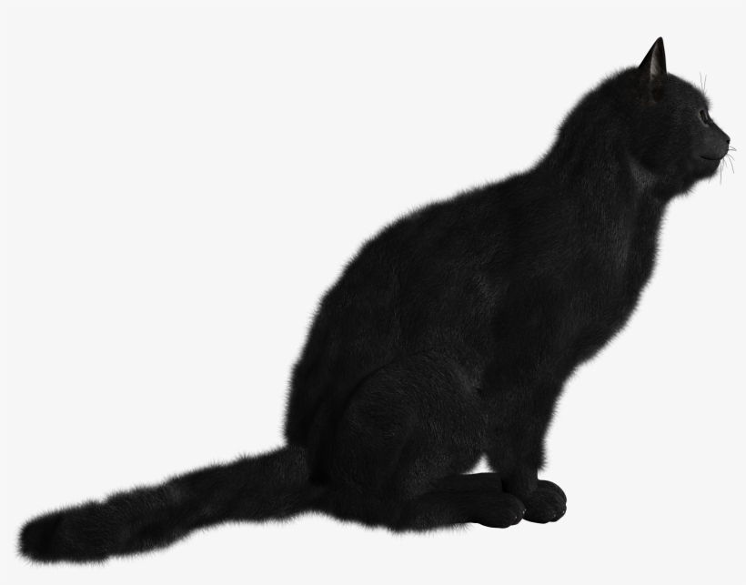Cat, transparent png download