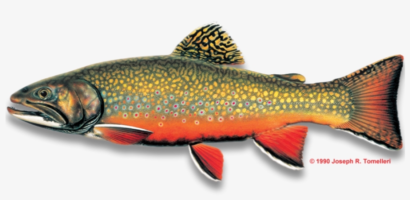 Www - Americanfishes - Com Brook - Trout - Copy - Freshwater Fishes Of North Carolina, South Carolina, transparent png download