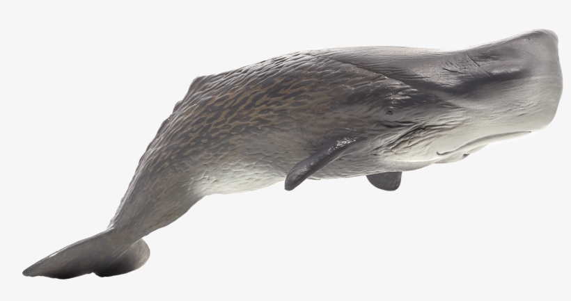 Sperm Whale, transparent png download