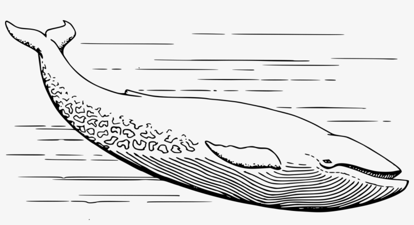 Vertebrate Sperm Whale Cetacea Blue Whale Mammal Free - Whale In Black And White, transparent png download