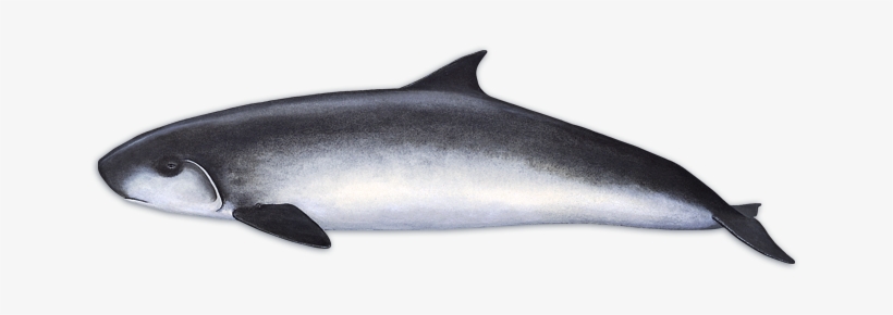 Pygmy Sperm Whale - Pygmy Sperm Whale Png, transparent png download