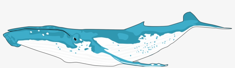 Humpback Whale Cetacea Sperm Whale Porpoise Blue Whale - Clip Art Humpback Whale, transparent png download