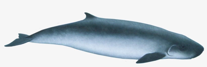 Pygmy Sperm Whale, transparent png download