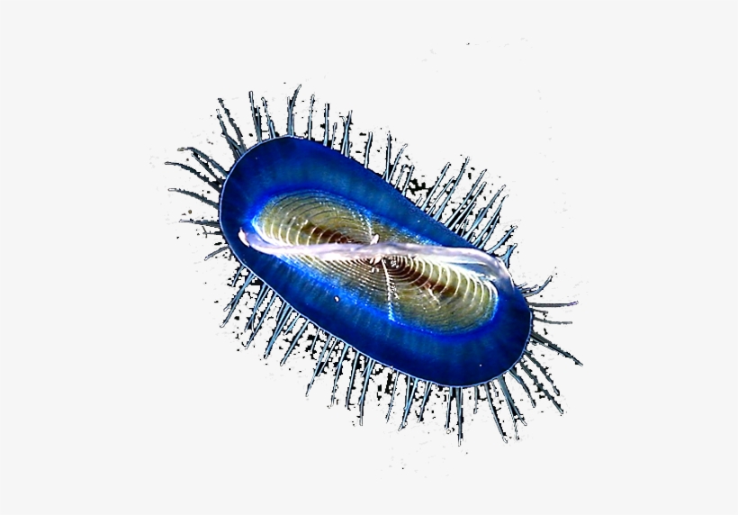 Velella - Macro Photography, transparent png download