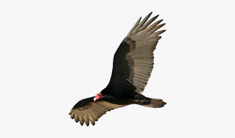 Download - Turkey Vulture Transparent, transparent png download