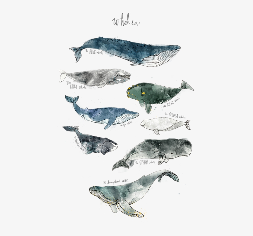 Click And Drag To Re-position The Image, If Desired - Amy Hamilton Whales, transparent png download