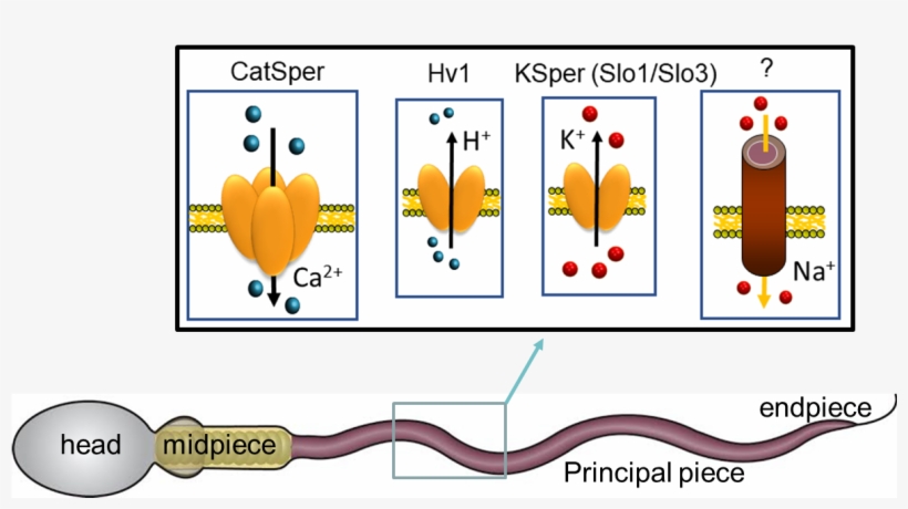 Ion Channels Of The Sperm Cell Open In Response To - Cartoon, transparent png download