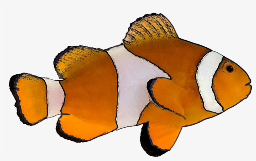 Marine Fish Clipart Transparent - Clown Fish White Background, transparent png download